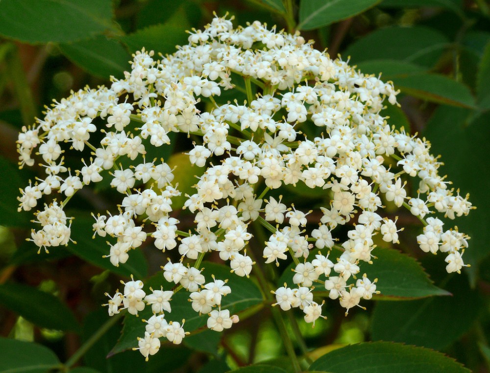 elderberry3